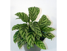 ������� Freddi  -��  350 ���.