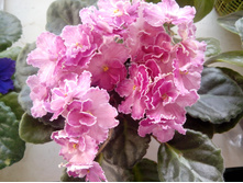 IMG 20151007 100603.jpg