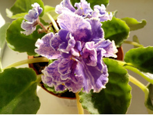 IMG 20151022 085408.jpg