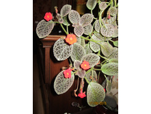 ������� ������.