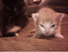 IMG 20151211 131333.jpg