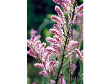 ��������� ������������1.jpg