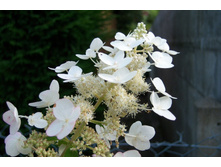 ��������� ����������� «�����» 1.jpg