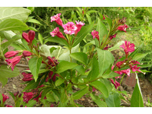 ������� «�����»1.jpg