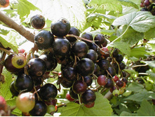 ��������� ������ «����������� �������».jpg