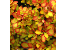 �������� ��������«�����».jpg