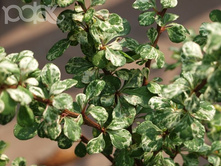 �������� �������� «������».JPG