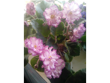 IMG 20150927 094914.jpg