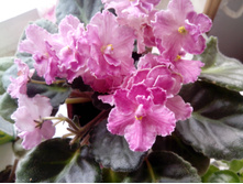 IMG 20151018 104946.jpg