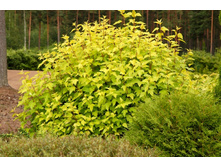 ������������� ������������� «�����».jpg