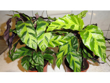 �������  ����� 'Greenstar'   (Calathea lietzei)- 250- 350 ���.
