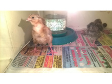 ��������� ���������