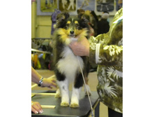 ���� �����