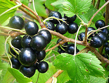 ��������� ������ «�������».jpg