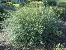 ��� ��������� «��������».jpg