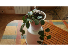 ���� ��������