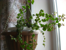 �������� ��������