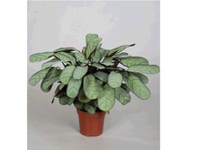 �������� Amagris - 250 - 350 ���.