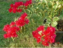 ���� Dauphin�