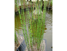 ���� �������� 110�