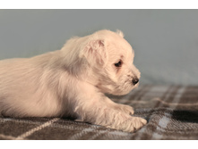 ��� �����.JPG