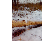 IMG 20151211 115828.jpg