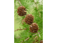 ����������� ������������2.jpg