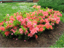 ����������� ��������1.jpg