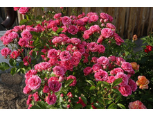 ��������(����)����.*