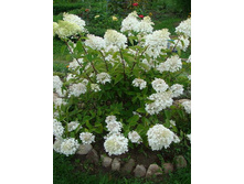 ������������ ������*