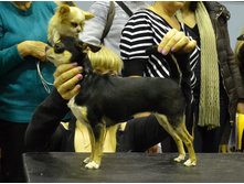 ���� ��������