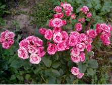 �����-���� "Pink Flash"