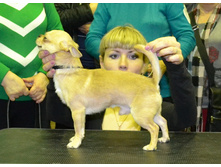 ���� ��������