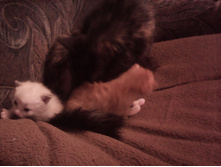 IMG 20151211 131459.jpg