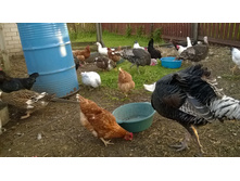 ���� 2015 �.