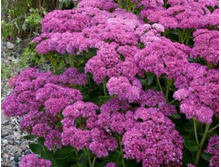 ������ ������ ������ 80�