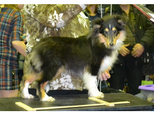 ���� �����