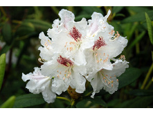 ����������� «����� ���������».jpg