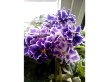 ������ ������� (�����)