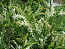 ������ ����������1.jpg