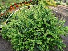 �������� �������� «���� ��������».jpg