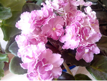 IMG 20151007 100319.jpg