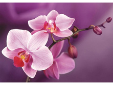 ����� ������� 27*38 ag463 - 846 ���.