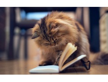 Cat-Book-1280x800.jpg