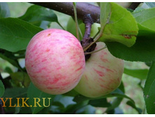 �������� ���������  240�