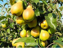 ����� ����������� �� ���������� (�������)-210.jpg