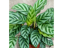 ������� Freddi (2).jpg