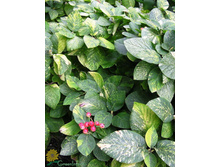 ������ ��������� «���������».jpg