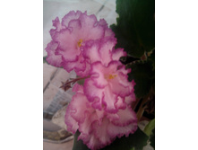 IMG 20150927 083909.jpg