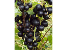 ��������� ������ «������».jpg